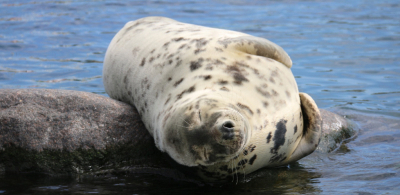 Nordsen Oceanarium